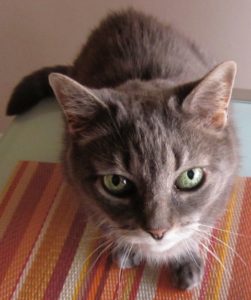gray cat Noel
